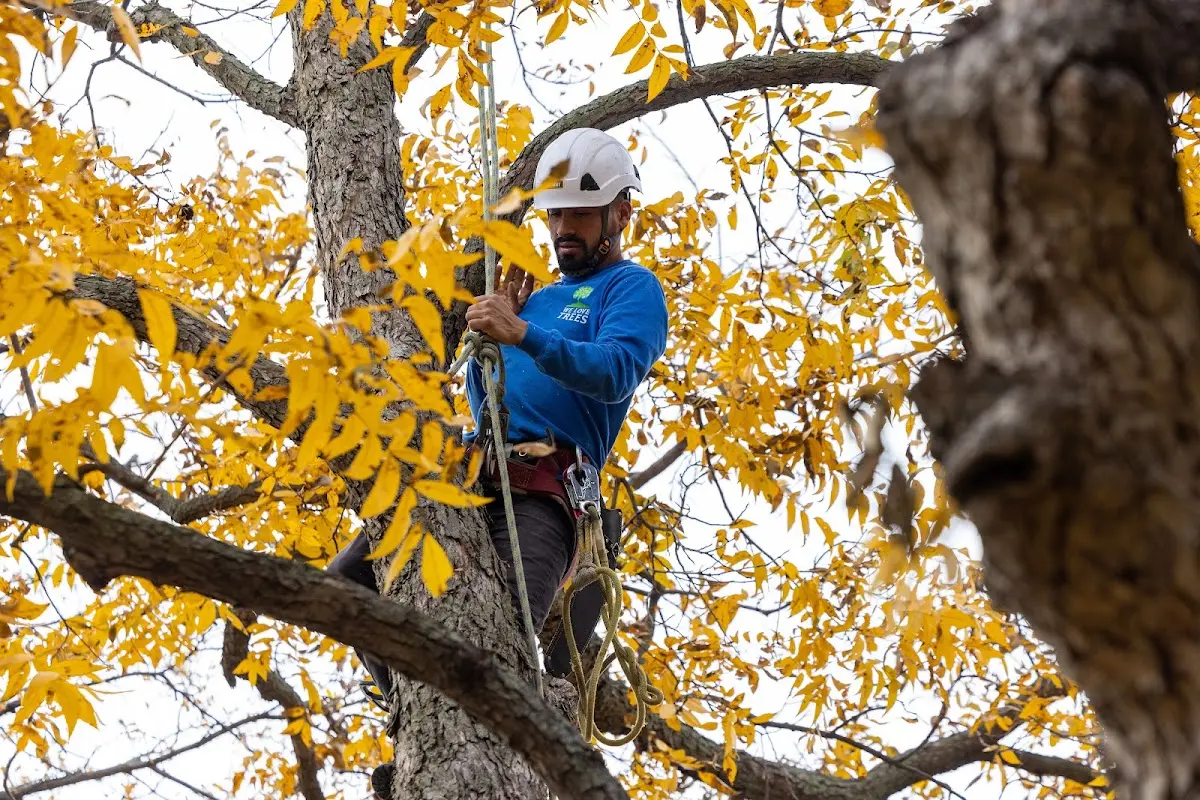 Skilled Tree Planting crew working in West Haverstraw