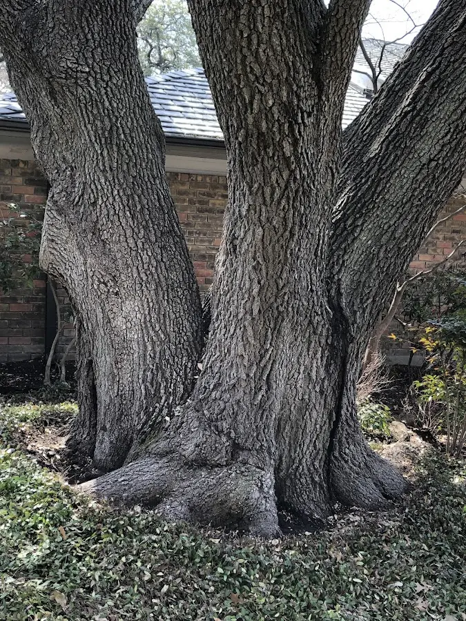 Mature heritage tree close to a West Haverstraw property cared for by certified arborists